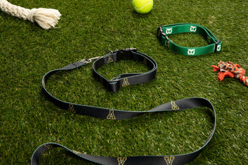 Hartford Whalers Dog Collar